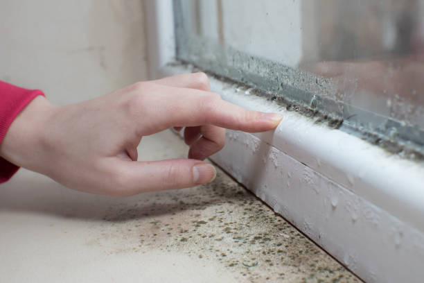 Best Mold Prevention Services  in Ken Caryl, CO